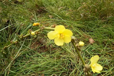 fiorellino del prato