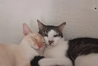 Amor