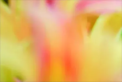 花賞 jigsaw puzzle