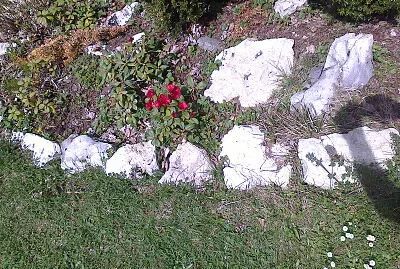 Rhododendrons Chaumont