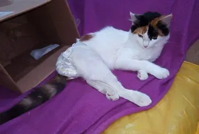 Gato