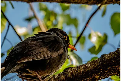 il merlo jigsaw puzzle