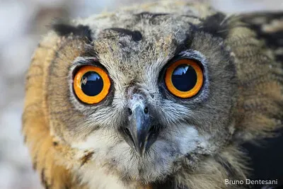 Gufo reale a Mongiana