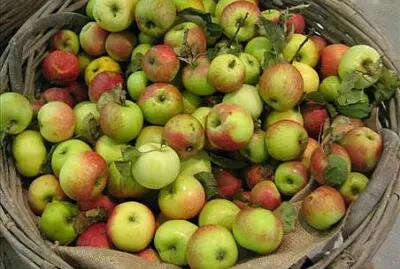 Melo mongiana jigsaw puzzle