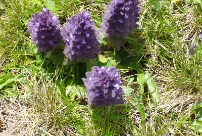 flower jigsaw puzzle