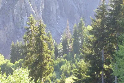 svani
