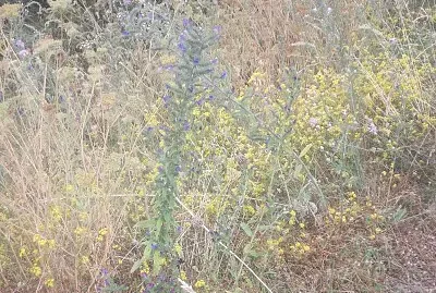 פאזל של fiori del monte