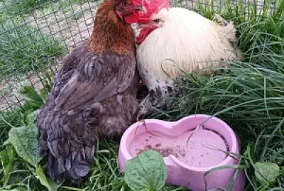 Les estropiés jigsaw puzzle