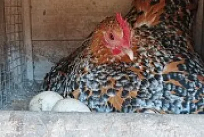 la couvaison de la Sabelpoot jigsaw puzzle