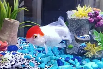 Tête Rouge le Poisson rouge Japonais