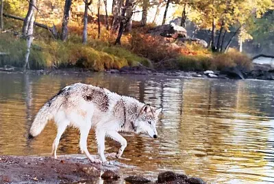Lobo en un lago-bosque