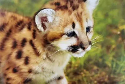Pequeño Tigre