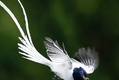 PRIMAVERA
