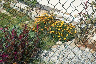 fiori di giardino