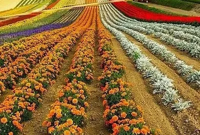 imagem jigsaw puzzle