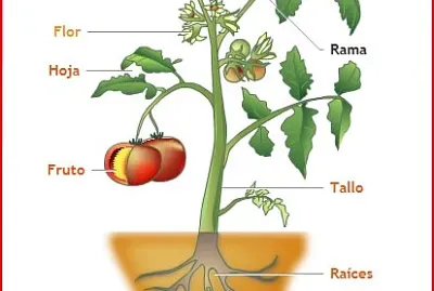 Raiz tallo hojas flor y fruto
