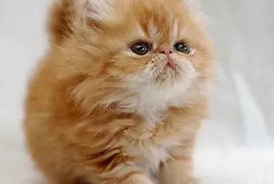 Gato persa bebe