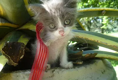 RESCATADA