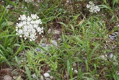 fiori sottobosco