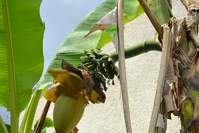 bananier jigsaw puzzle