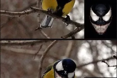 meme do venom com o bem-te-vi