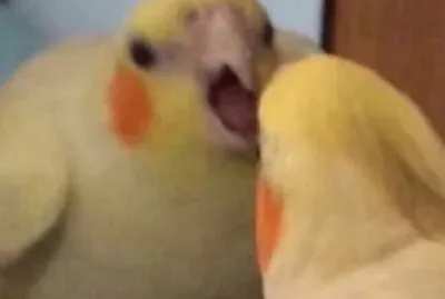 calopsita gritando consigo mesma