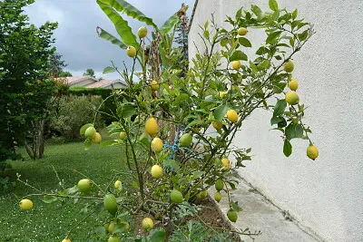 citronnier jigsaw puzzle