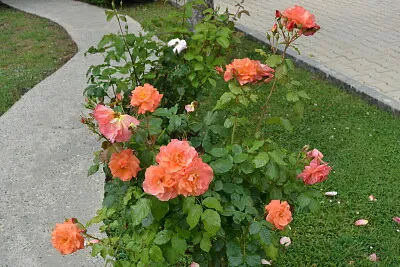 פאזל של fleur
