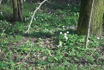 fiori sottobosco