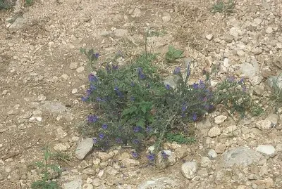 fiori sul monte orfano