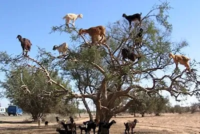 Goat tree
