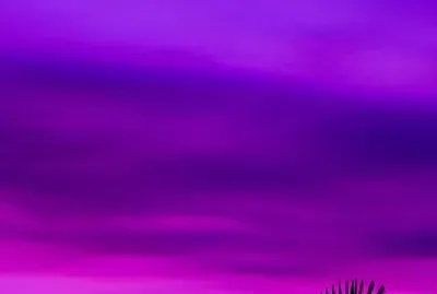 Palm Leaves and Purple Sky