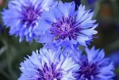 fleur