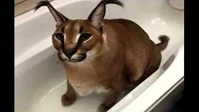 פאזל של floppa cat