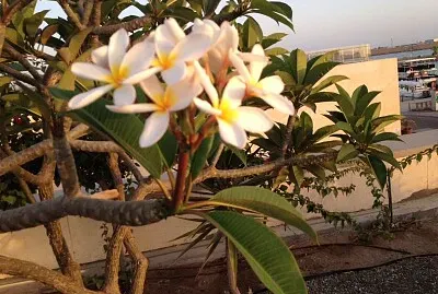 nature jigsaw puzzle