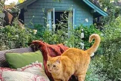 gato