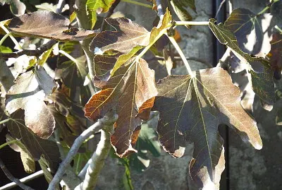 foglie di fico