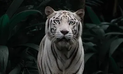 QUEBRA CABEÇA