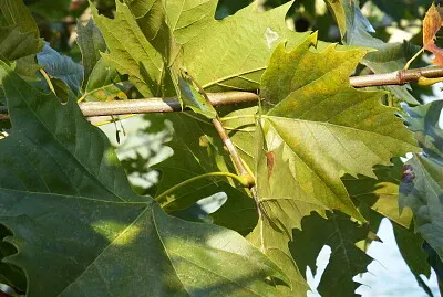 foglie di platano