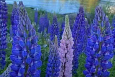 Flores jigsaw puzzle