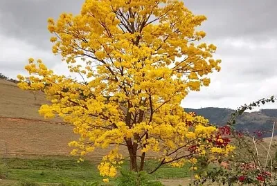 פאזל של imagem