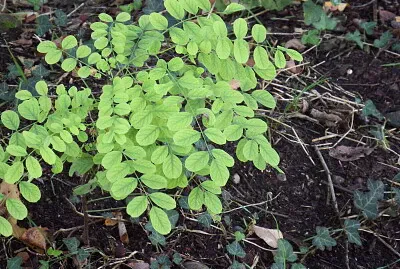 FOGLIE DI RUBINIA