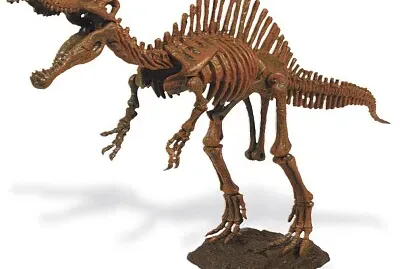 scheletro spinosauro