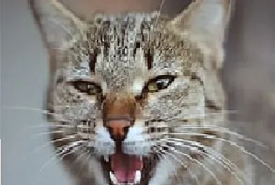 Meowing Grey Tabby