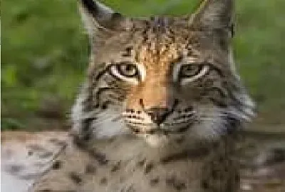 Alaska Lynx jigsaw puzzle