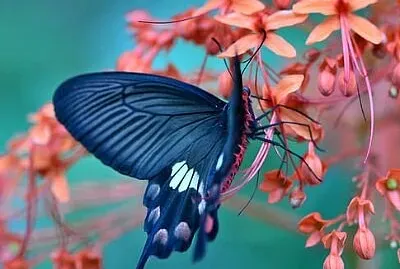 papillon fleur