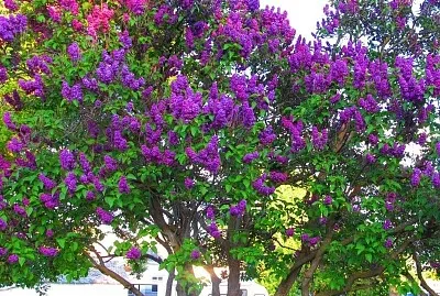 lilas