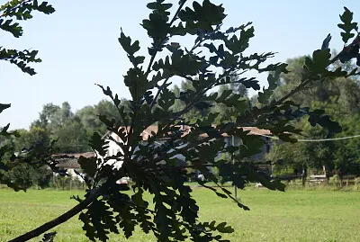 fronda d 'albero