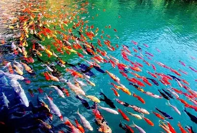 Koi jigsaw puzzle
