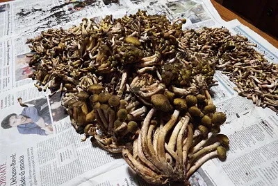 funghi chiodini jigsaw puzzle